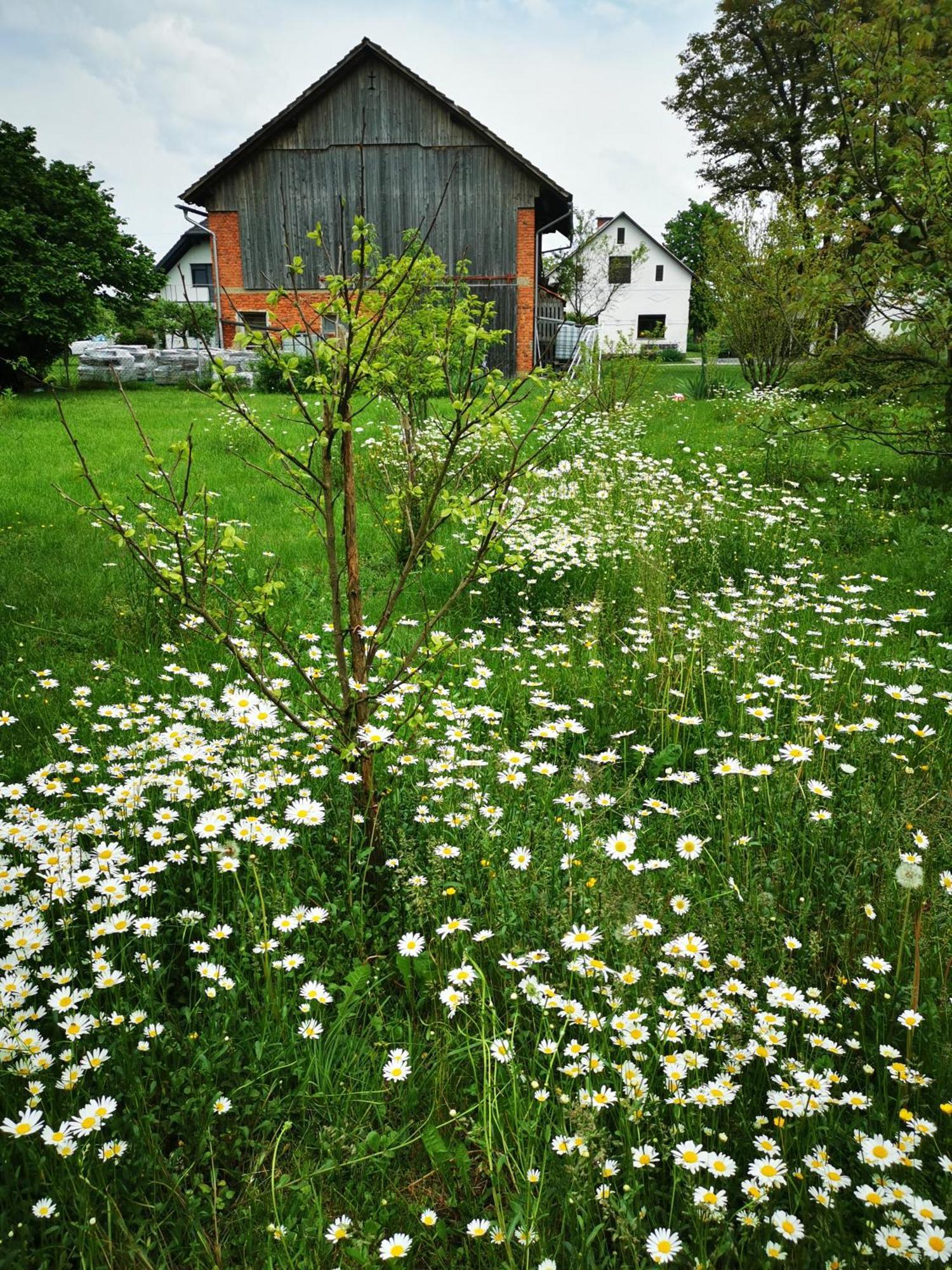 Merikotka - A Cozy Wooden Cottage, Slovenia Braslovce Exteriér fotografie